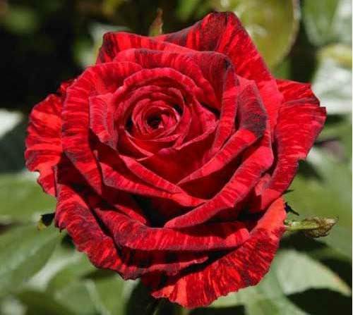 Роза керио: фото сорта, описание, правила посадки, защита от тли