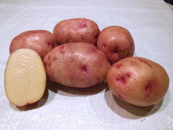 Самый урожайный сорт картофеля для средней полосы