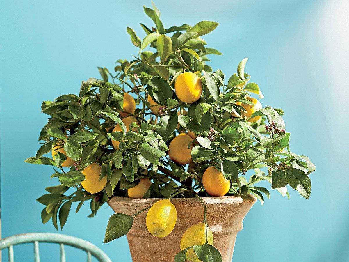 Что делать, если у лимона опадают листья, завязи и плоды и почему это происходит?