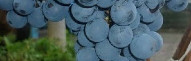 Агротехника выращивания винограда атаман