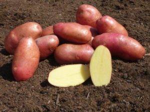 Настоящее лакомство — картофель ласунок: описание сорта, характеристика, фото