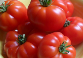 Помидор подснежник описание. внушительные урожаи при любом климате — томат подснежник: характеристики сорта и описание