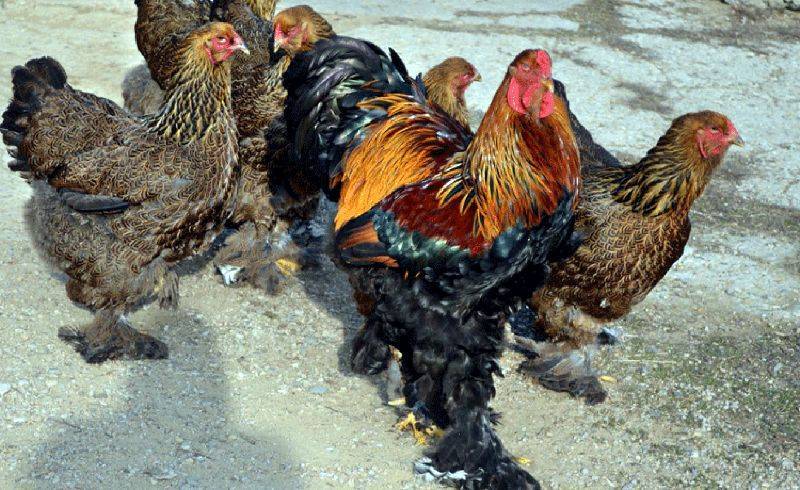 Брама светлая (колумбийская): описание породы кур и их фото, особенности выращивания цыплят, характеристики и нюансы содержания птицы