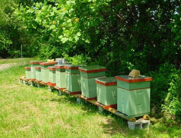 Уход за пчелами: советы и рекомендации профессионалов, основные правила содержания и рекомендации при разведении