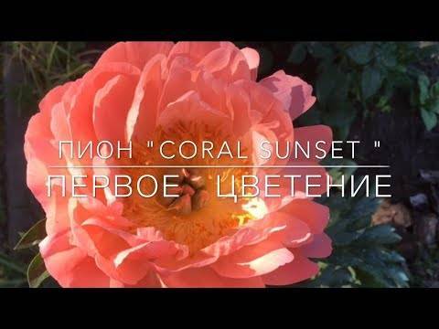 Описание травянистого молочноцветкового пиона сорта корал шарм (чарм)