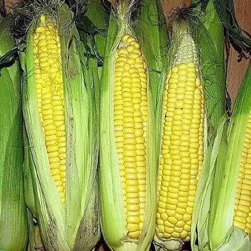 Описание и характеристики лучших сортов сладкой кукурузы, технология выращивания