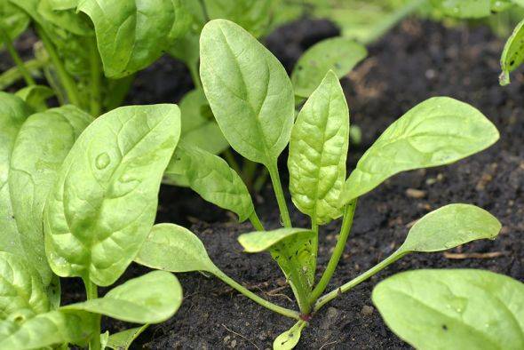 Выращивание шпината и уход за ним в открытом грунте