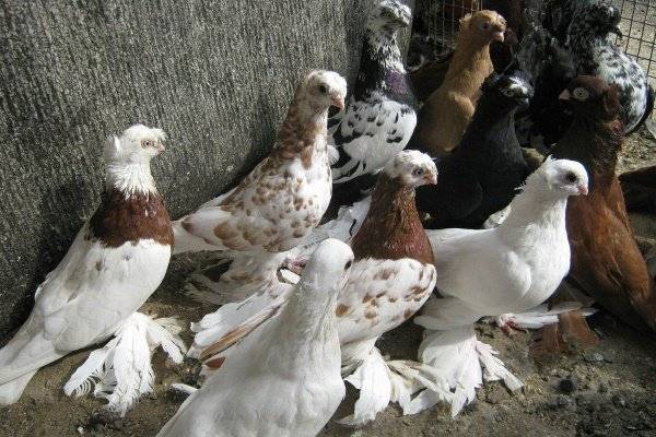 Бойные голуби: особенности, породы и выращивание