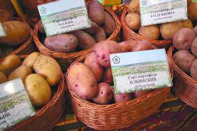 Картофель ильинский описание сорта характеристика отзывы об урожайности фото