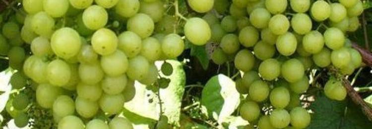Виноград тукай: описание сорта, фото, отзывы