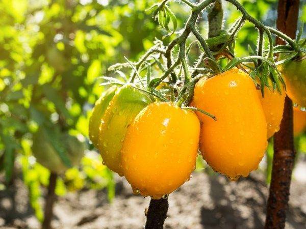 Сорт «чудо света» — чудесный жёлтый томат