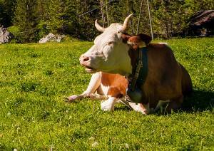 Корова и теленок кашляют, тяжело дышат по утрам: почему, что делать и чем лечить — причины кашля и соплей — moloko-chr.ru