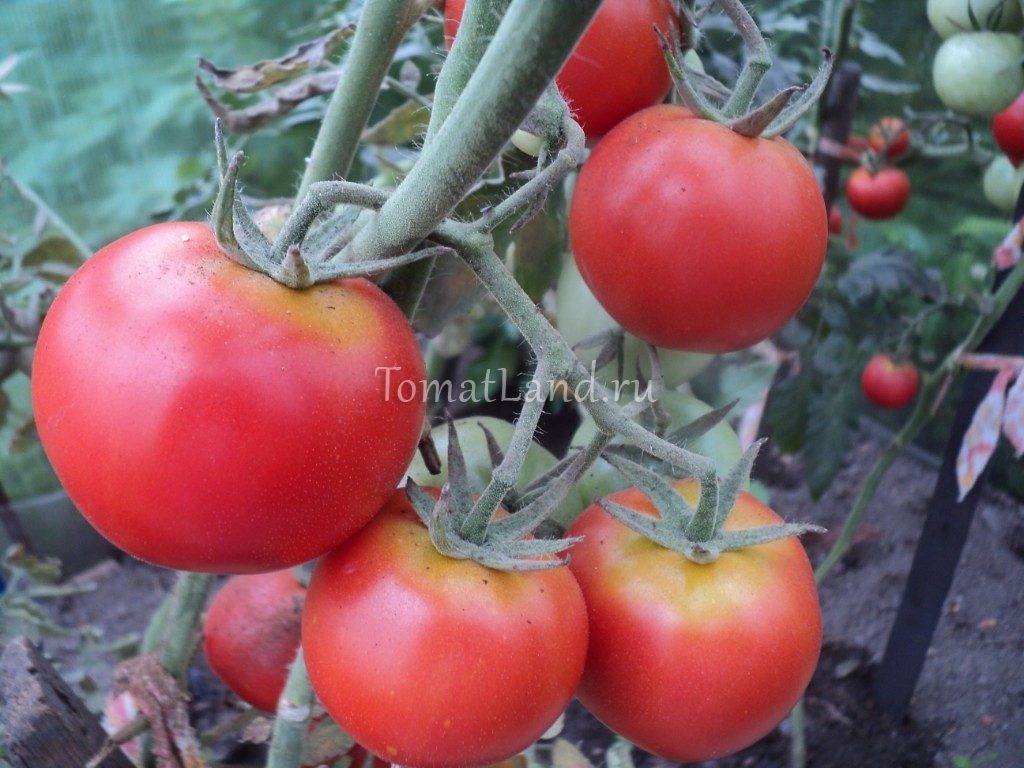 Томат "президент 2 f1": описание и характеристики сорта, рекомендации по выращиванию помидор