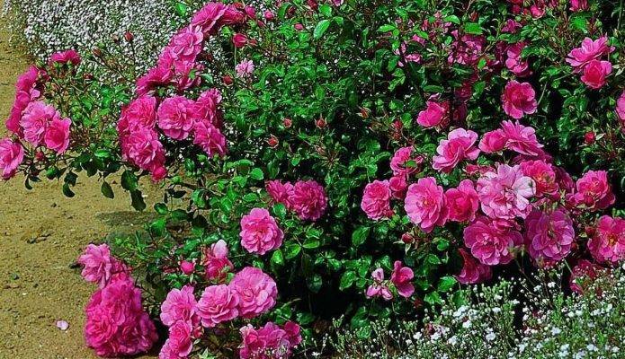 Почвопокровные розы: сорта с описанием и фото