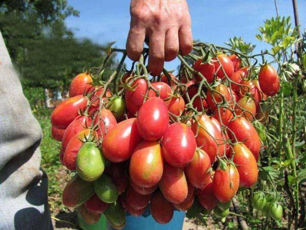 Томат чио-чио сан: характеристика и описание гибридного сорта, урожайность с фото