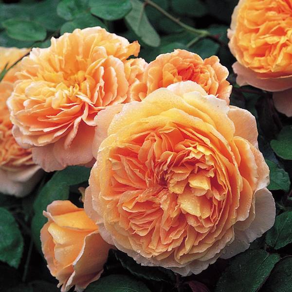 Роза чарльз остин (charles austin): отзывы, описание
