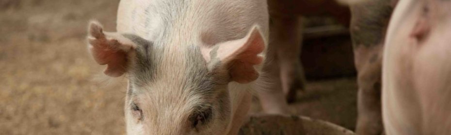Откорм свиней: рекомендации, нормы и рационы | 
ветеринарная служба владимирской области