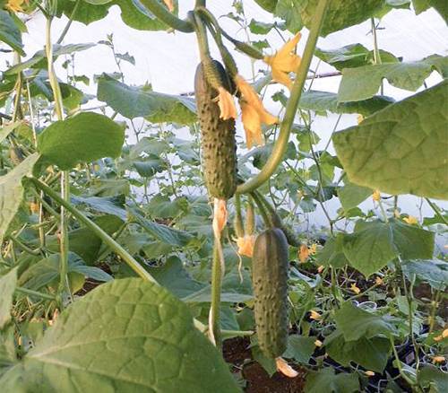 Описание сорта огурцов эколь f1 — как поднять урожайность