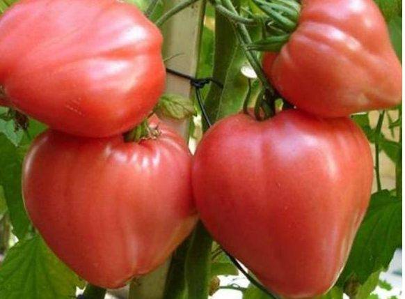 Выращивание томатов в открытом грунте в сибири
