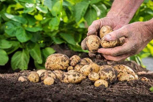 Когда можно копать молодую картошку после цветения?