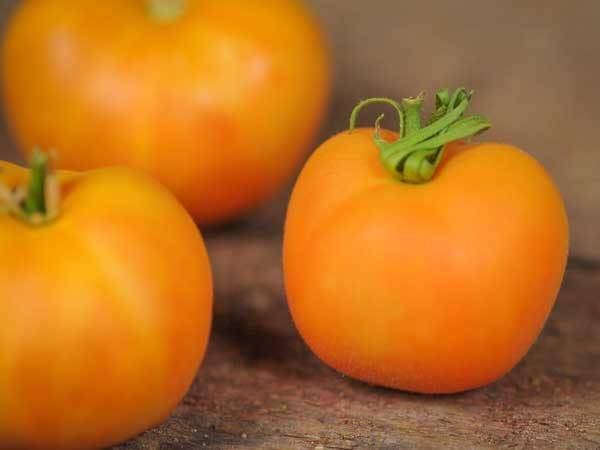 Сорт томатов персик — описание и технология выращивания