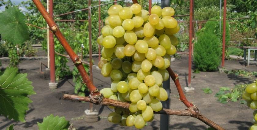 Виноград августин: описание и особенности выращивания сорта
