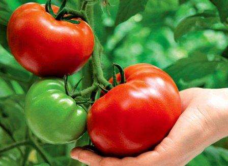 Народные средства для подкормки помидоров в открытом грунте и теплице
