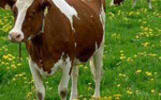 Препараты при гипофункции яичников у коров
