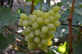 Виноград сенатор. описание и характеристики. болезни и вредители винограда