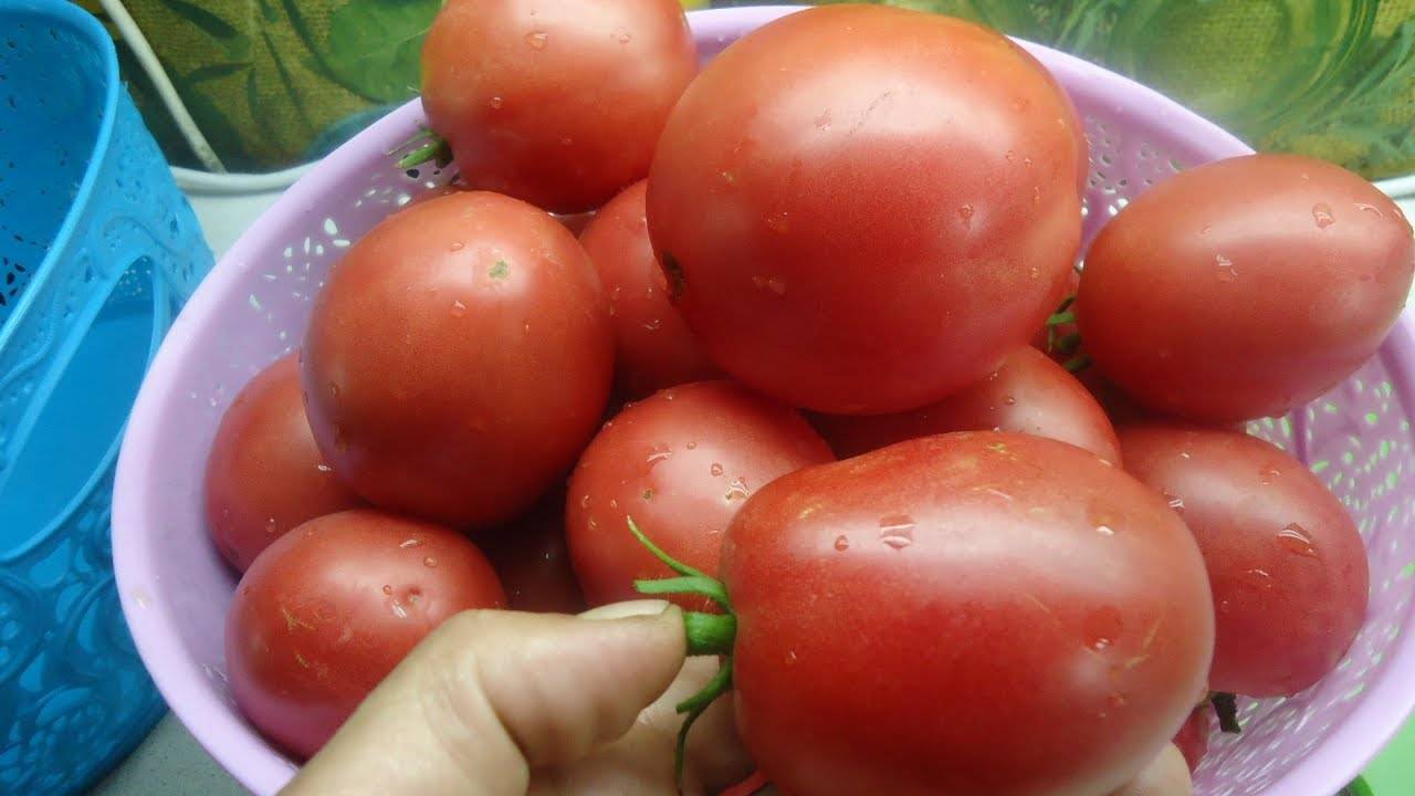 Любимый сорт томата — настенька