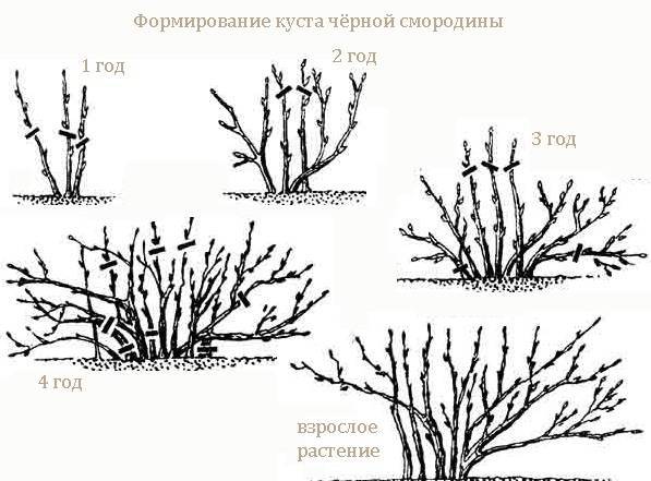 Посадка смородины весной: основные этапы выращивания саженцев и высадки в почву