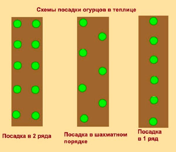 Схема посадки огурцов в теплице - варианты и инструкция