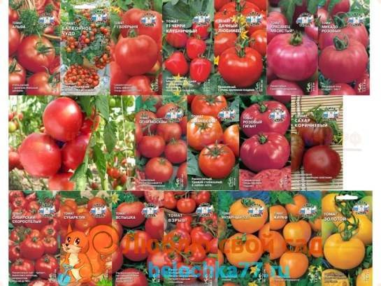 Лучшие сорта томатов для подмосковья | красивый дом и сад
