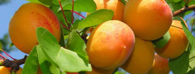 Когда и как правильно пересаживать абрикос