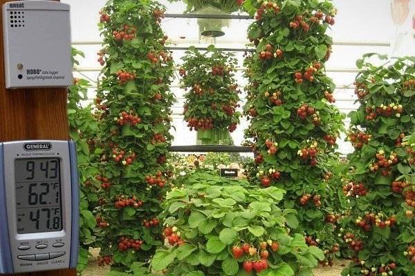 Голландская технология выращивания клубники в теплицах