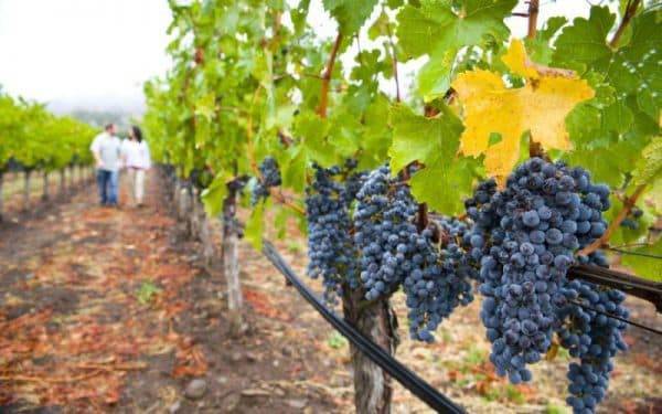 Вино темпранильо (tempranillo): сорт винограда из испании