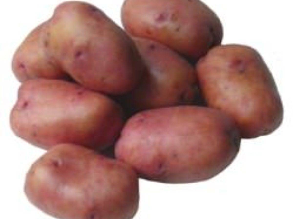 Сорт картофеля гала: секреты культивирования раннеспелой кормилицы