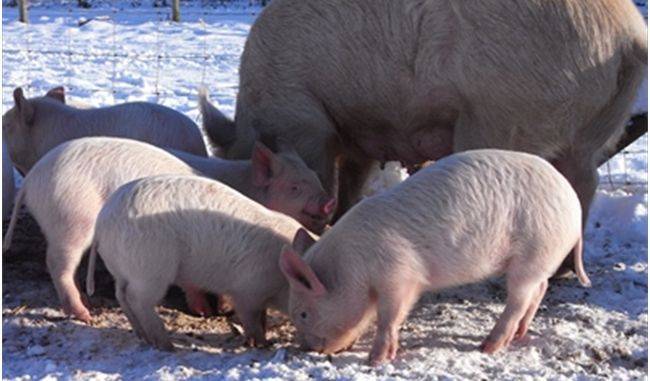 Разведение свиней в домашних условиях: правила ухода, полезные советы начинающим