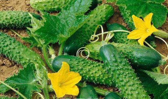 Огурцы партенокарпические — лучшие гибриды и секреты обильного урожая