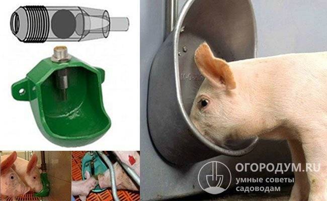 Как самостоятельно сделать удобные поилки для свиней