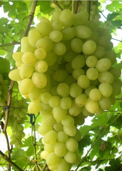 Виноград сорта благовест – сладкая солнечная ягода