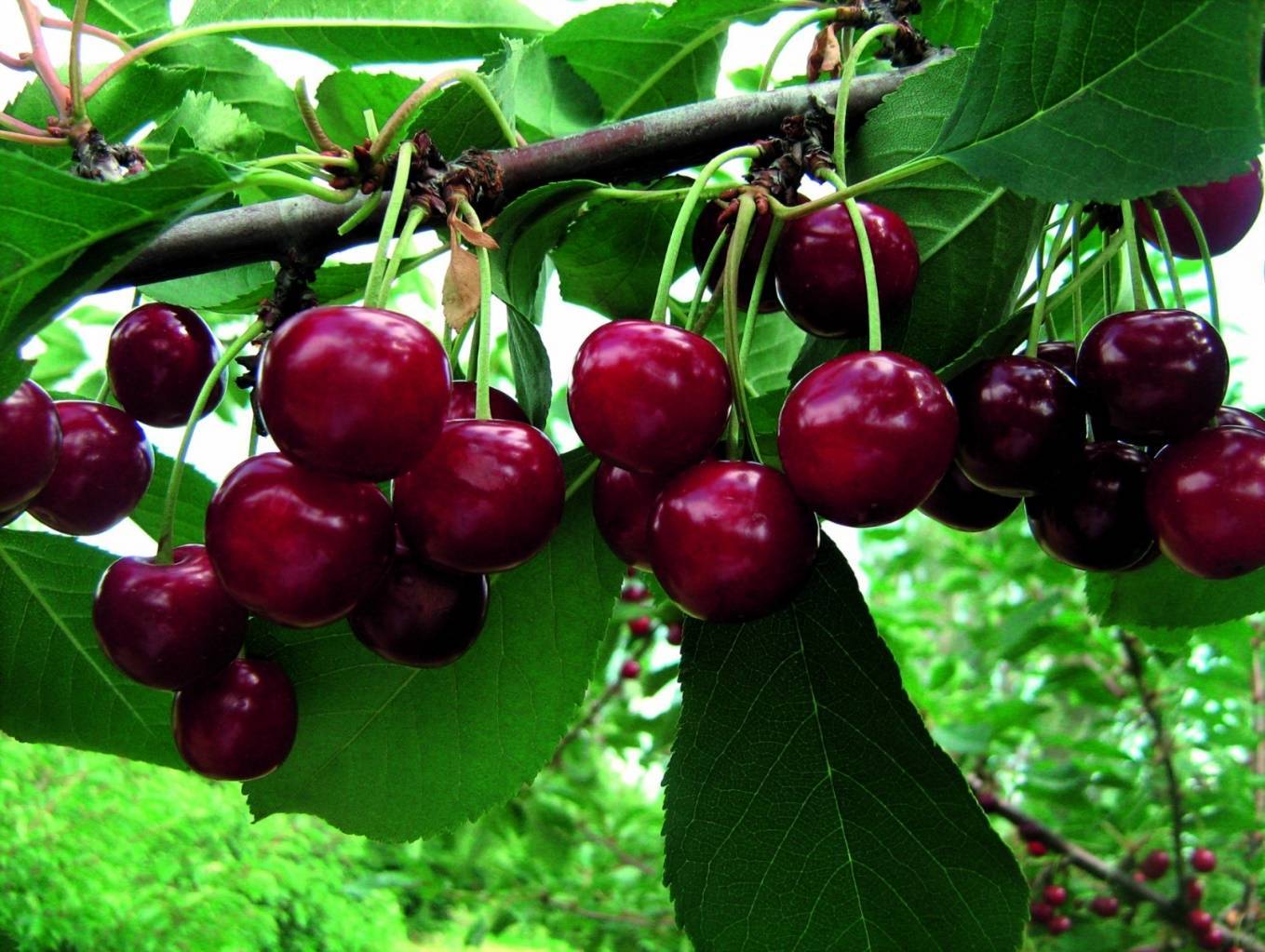 Сорт вишни шоколадница - описание, посадка и уход, опылители и вредители, фото