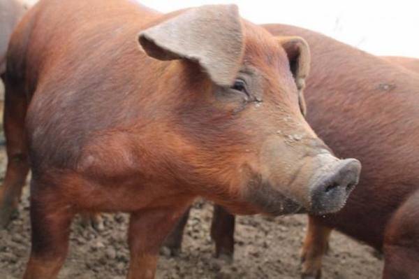 Венгерская мангалица: характеристика породы свиней, содержание и разведение
