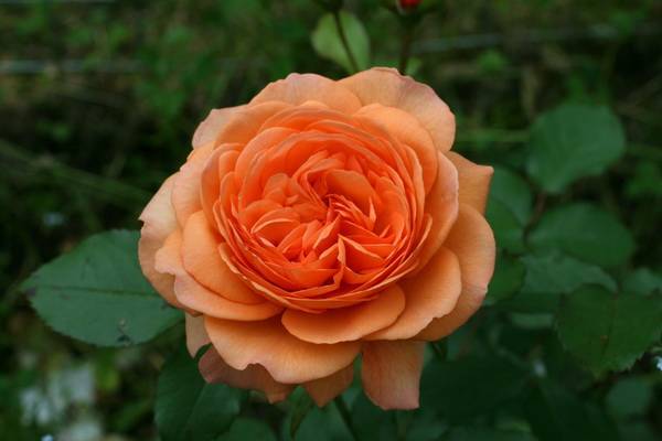 Сорт августа луиза: что это за представитель чайно-гибридных роз, описание, уход