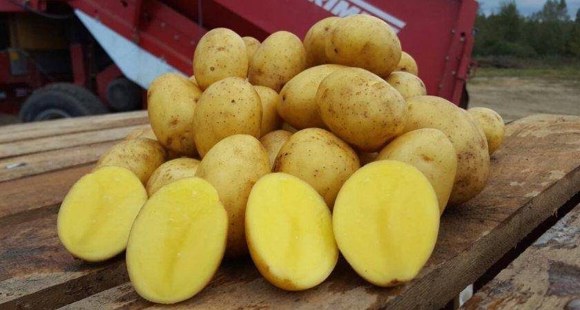 Подарок из германии — картофель «крона»: характеристика сорта и полезные советы