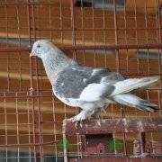 Узбекские голуби: особенности, виды и выращивание