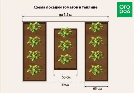 Посадка помидор в теплицу: подготовка почвы, схема, возраст рассады, сроки, особенности, расстояние, фото