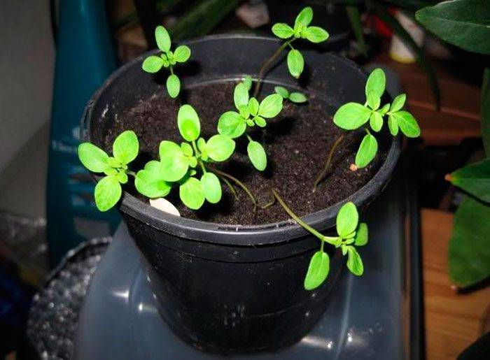 Растение — паучок или клеома: посадка и уход, фото, когда сеять семена, как поливать и размножать цветочную культуру