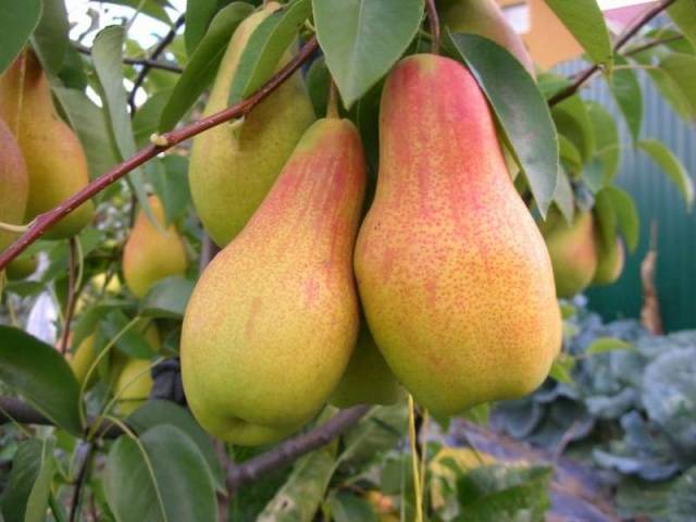 Сорт яблони «старкримсон»: характеристика и агротехника выращивания