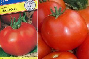Получаем высокий урожай при минимальных затратах и рисках, выращивая помидор «колхозный урожайный»